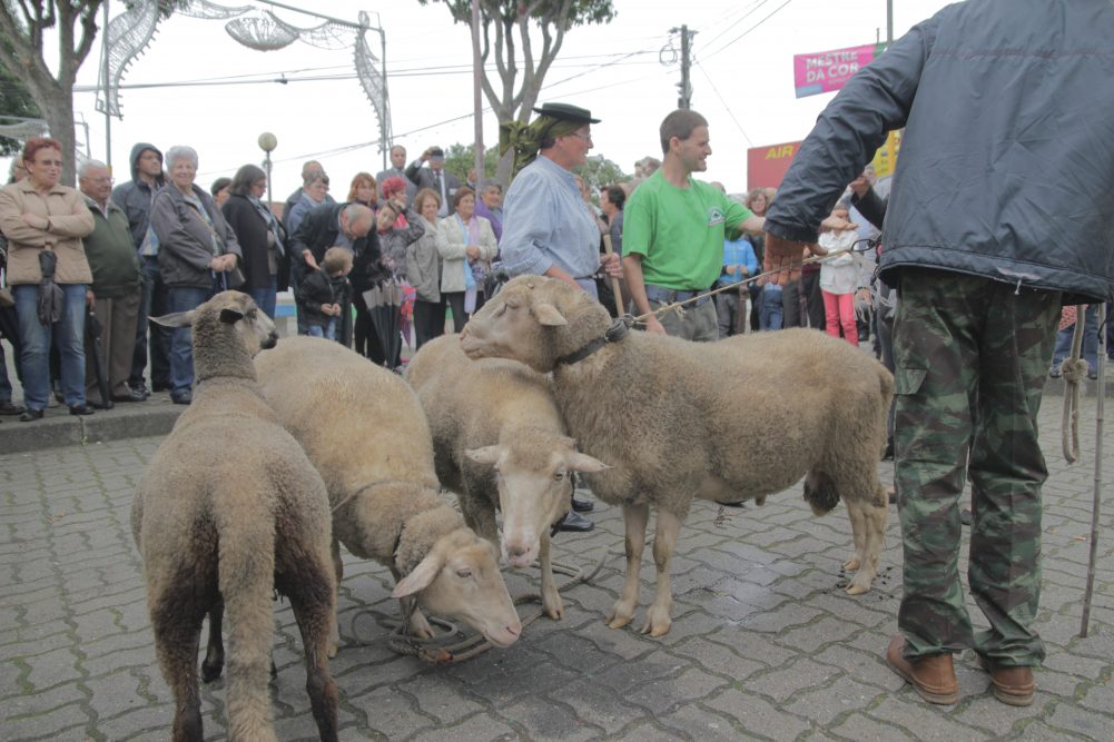 Tradicional Feira das Ovelhas nos Altos Céus