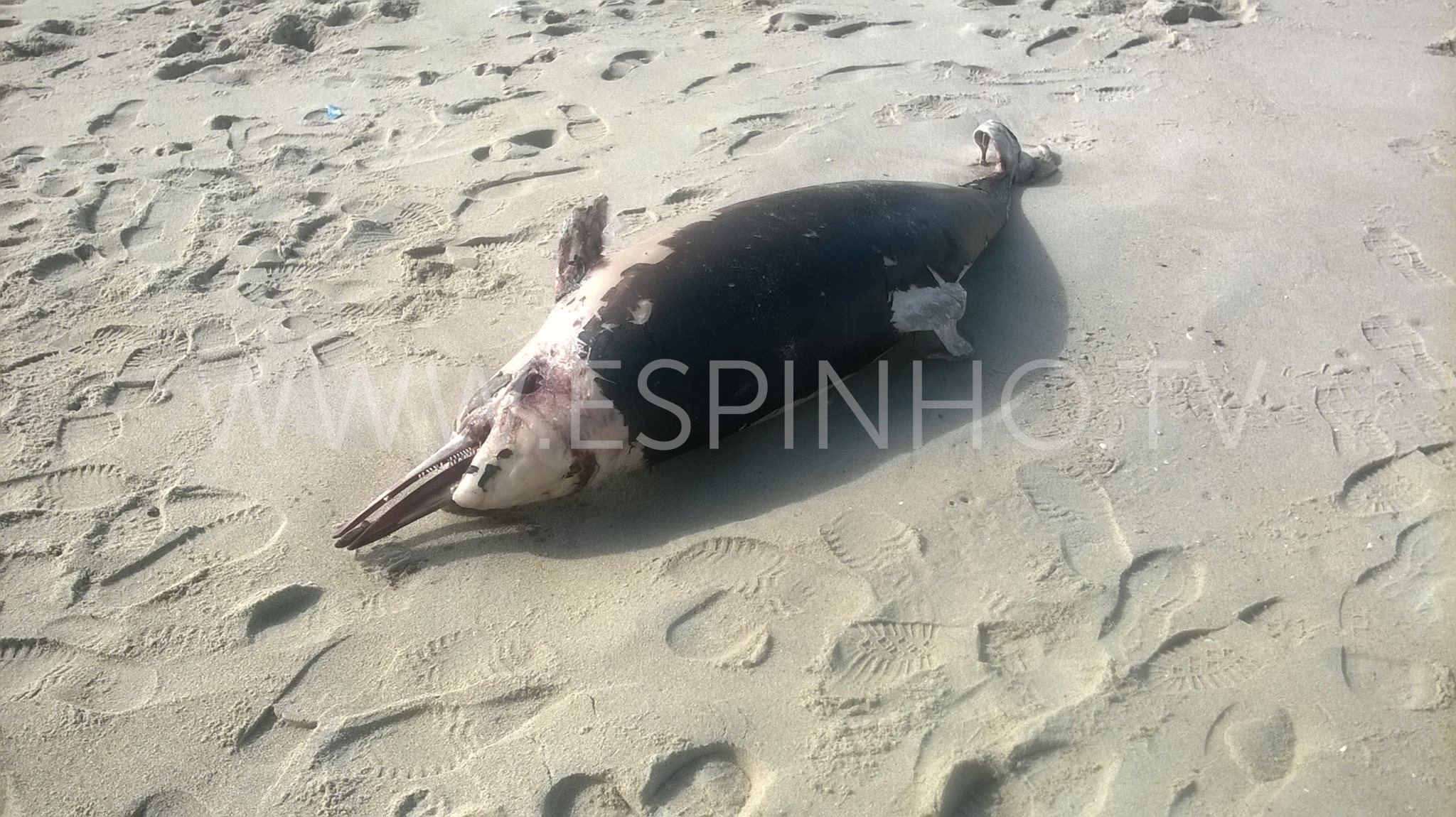 Encontrado mais um golfinho morto na praia em Espinho