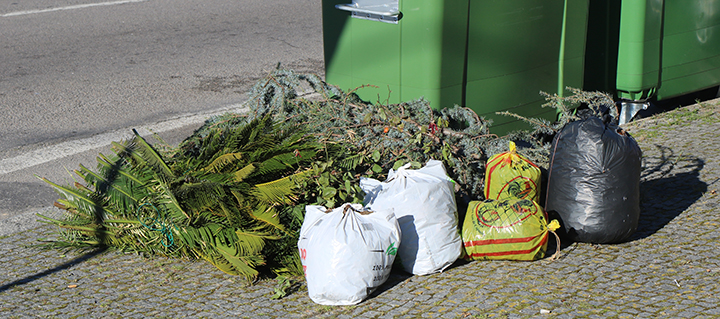 Espinho bate recorde de resíduos verdes recolhidos