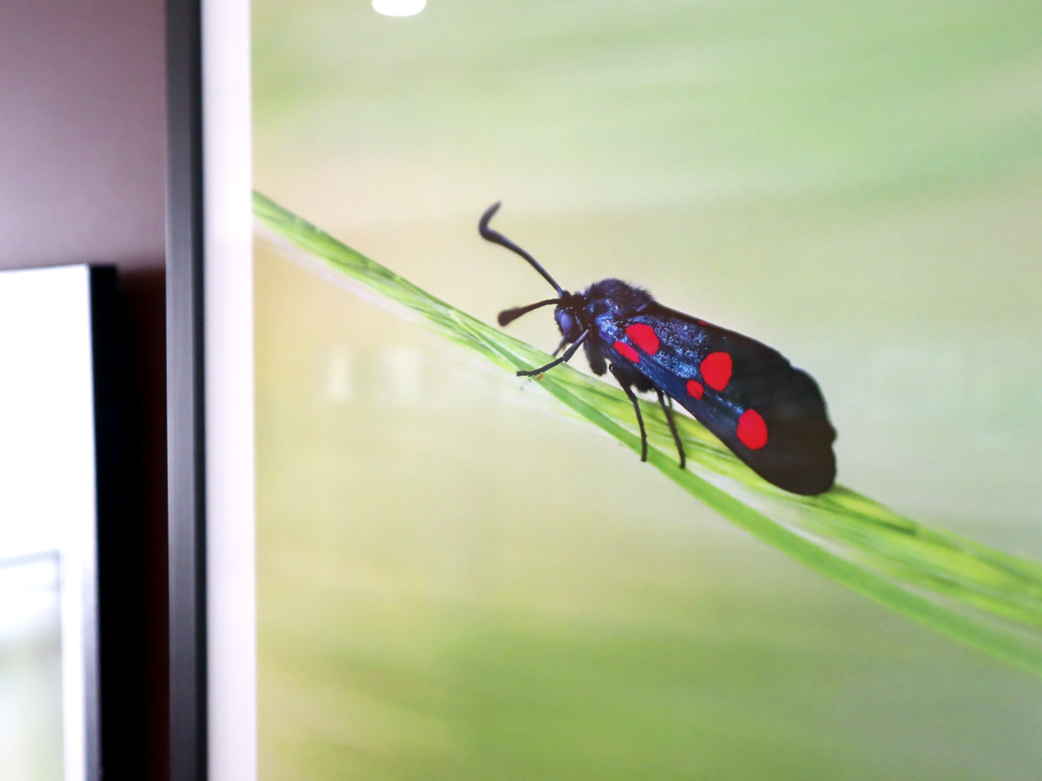 Imagem 5